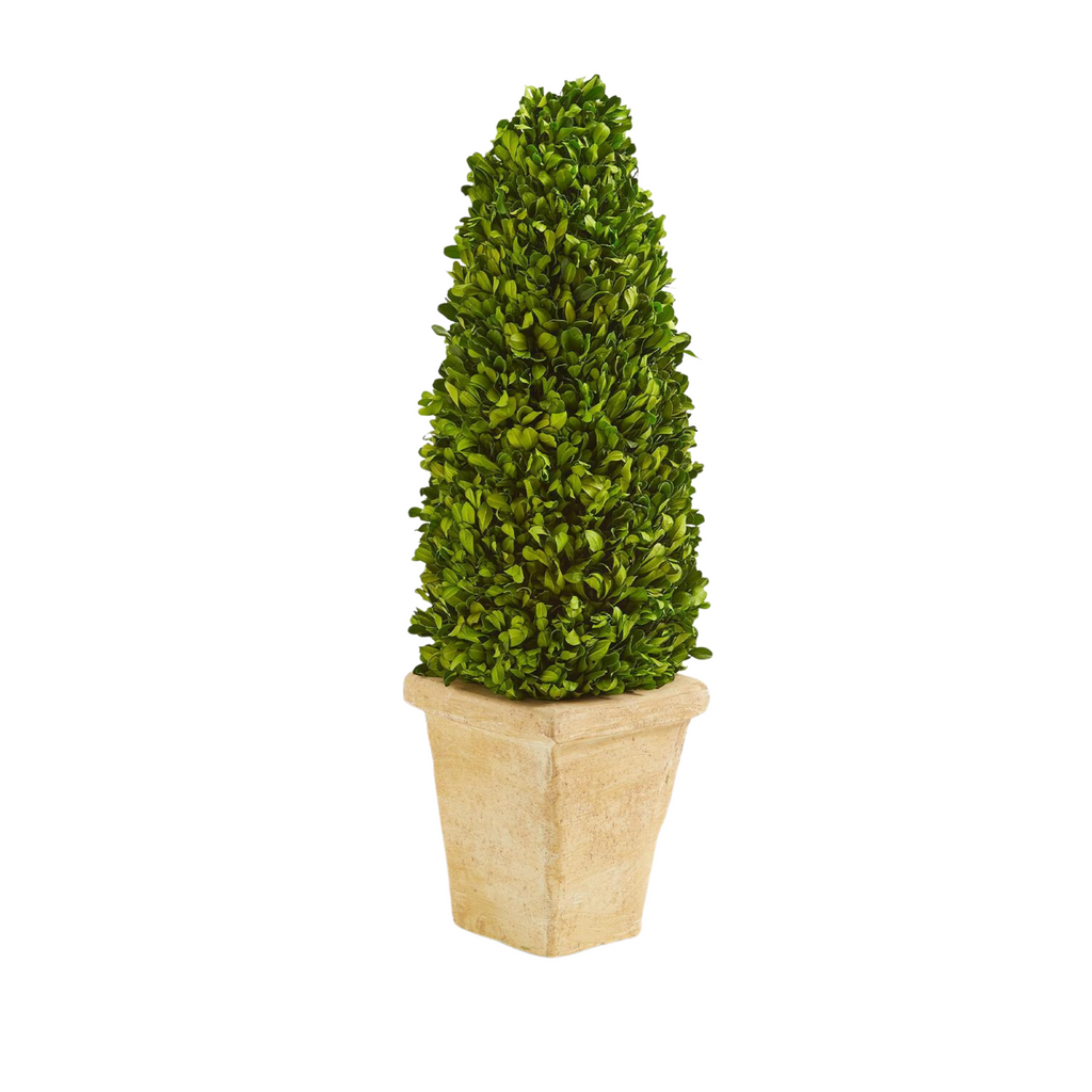 Hedges Lane 21" Preserved Boxwood Cone Topiary in Planter - The Well Appointed House