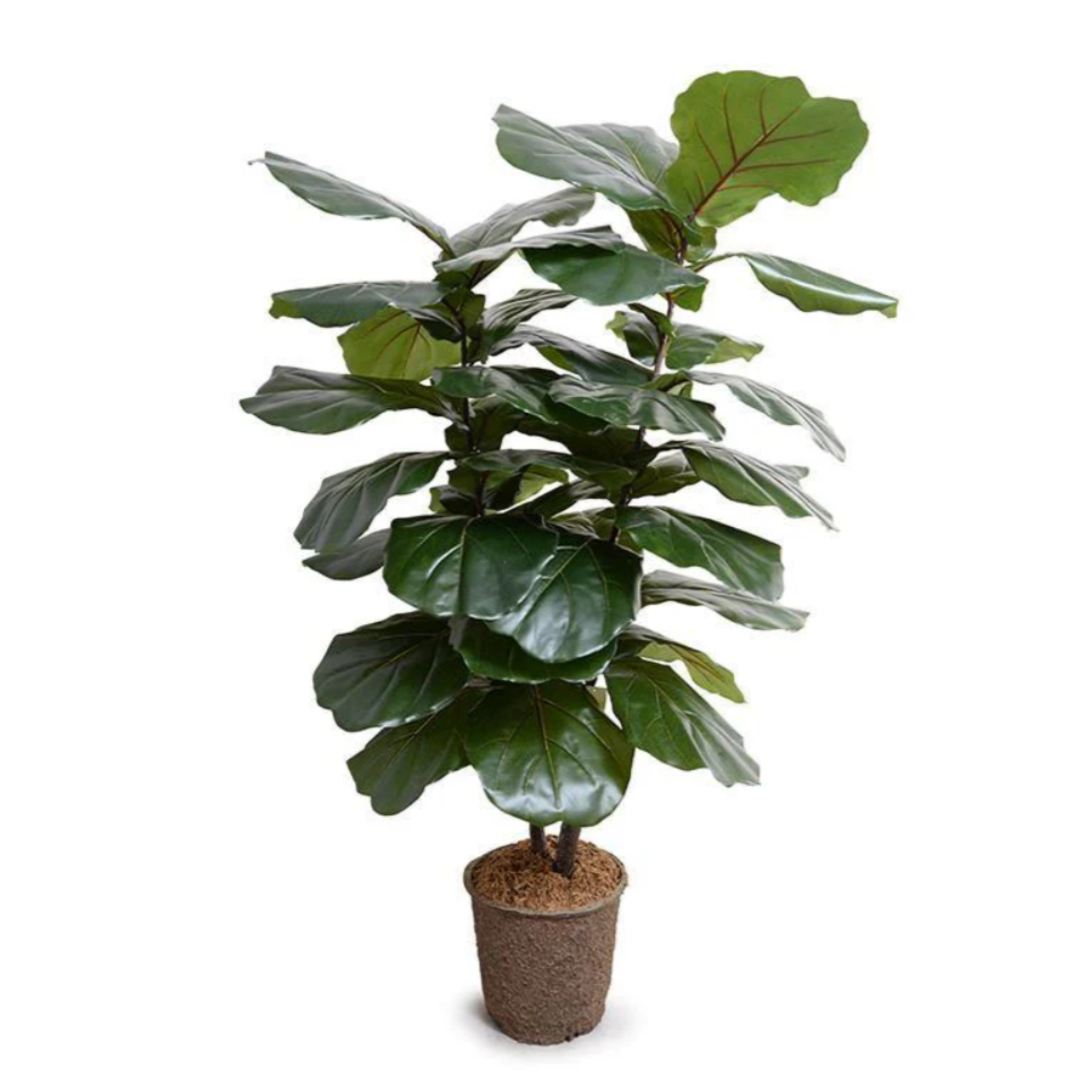 fiddle leaf fig giant 64" Faux Fiddle Leaf Fig Large-Leaf Tree