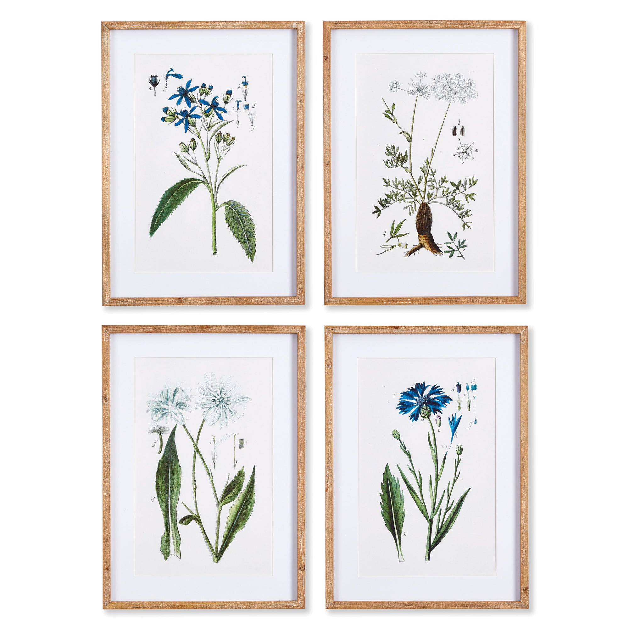 house plant print Mountain Botanical Prints, Set of 4