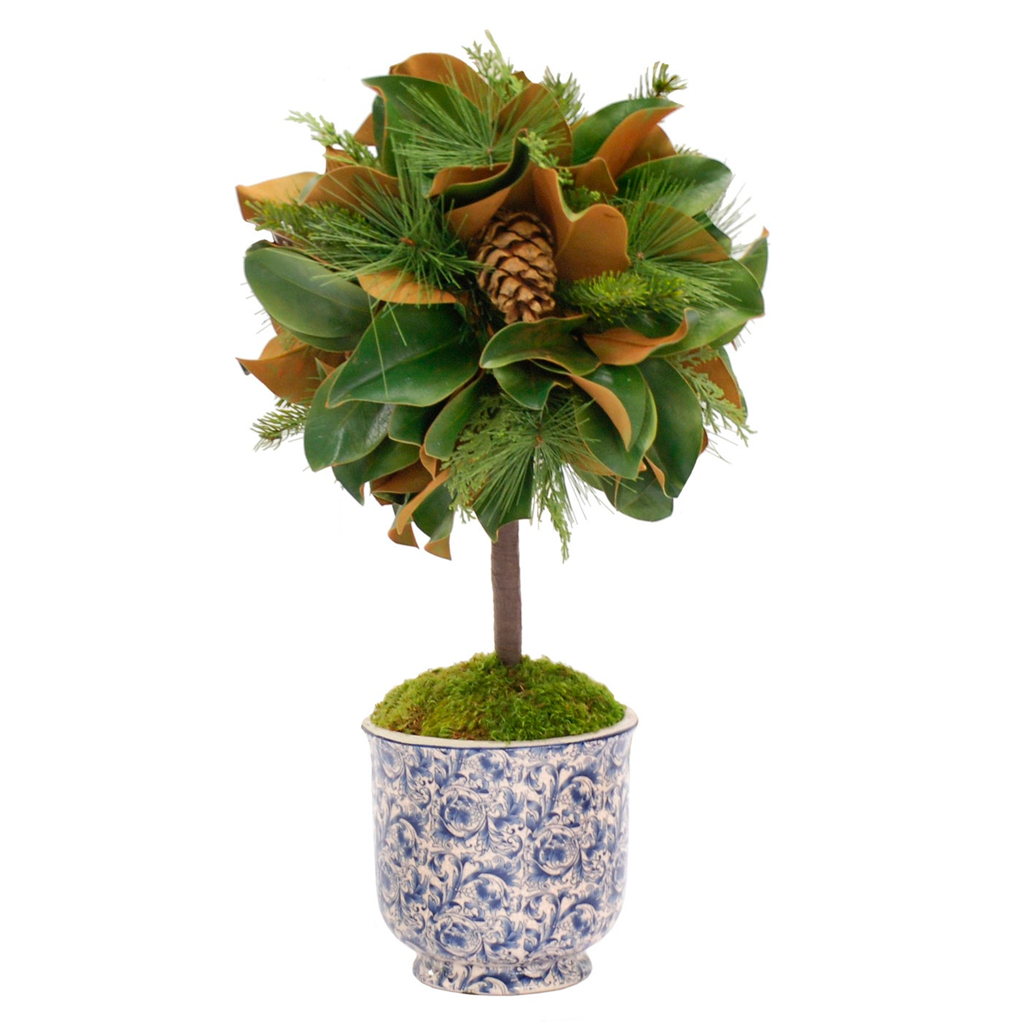 magnolia plant pots Magnolia Leaf Topiary