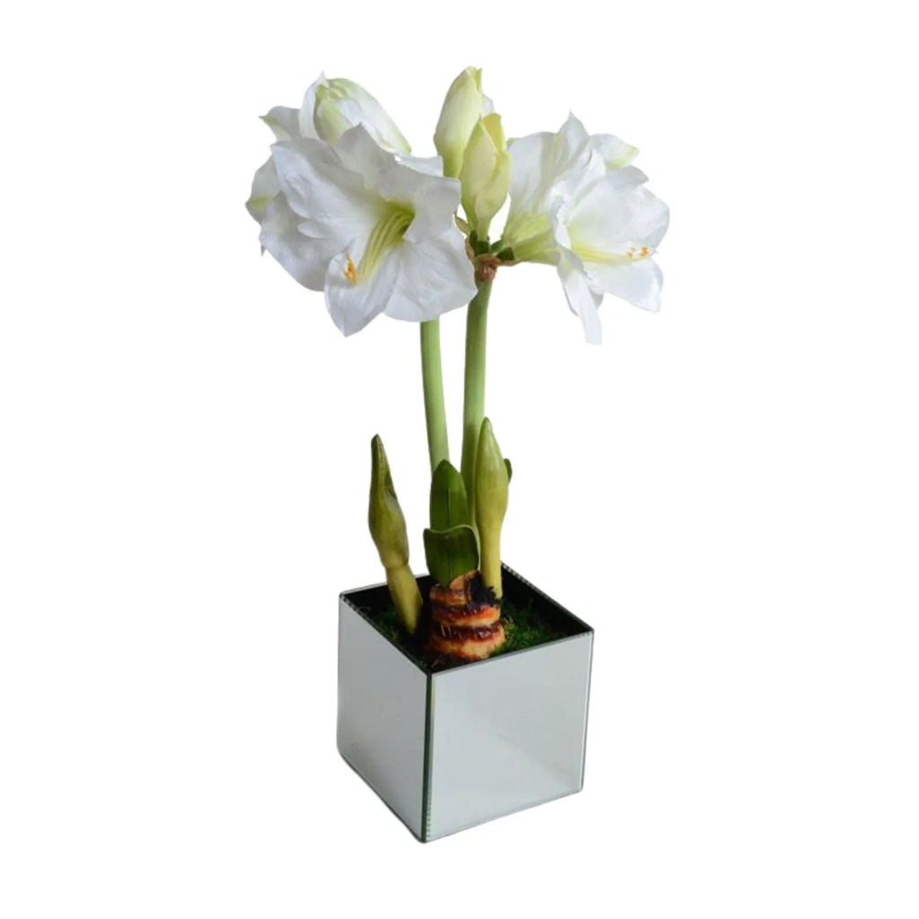 Amaryllis Plant with White Flowers in Mirrored Glass Cube - Florals & Greenery - The Well Appointed House