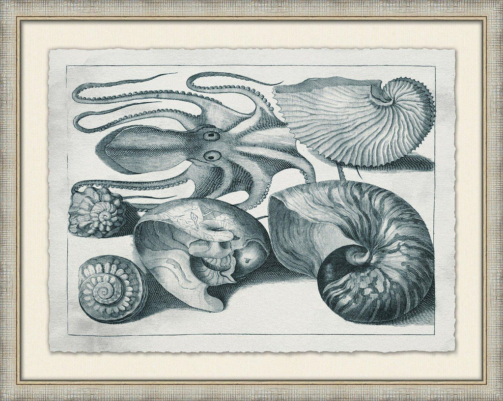 Aquatic Specimens Framed Wall Art - Paintings - The Well Appointed House