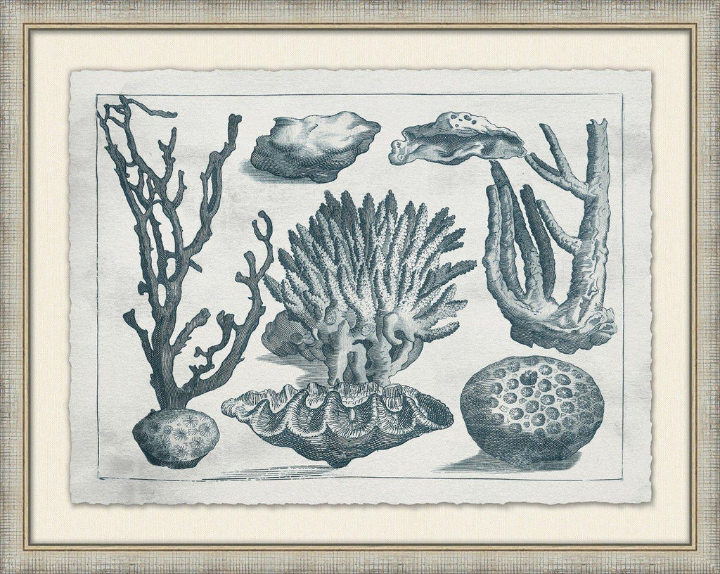 Aquatic Specimens Framed Wall Art - Paintings - The Well Appointed House