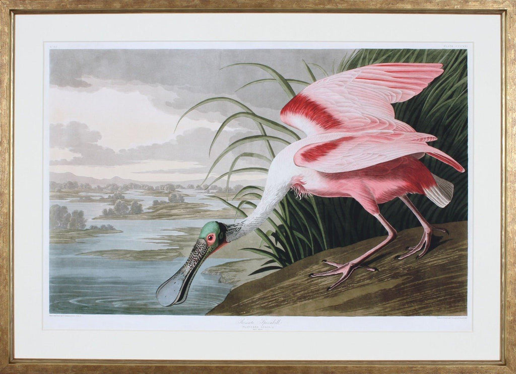 Audobon Illustration of a Roseate Spoonbill Wall Art - Paintings - The Well Appointed House