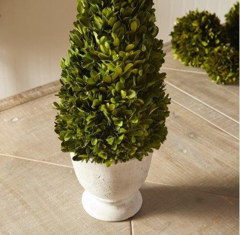 Boxwood Cone Topiary in Pot - Florals & Greenery - The Well Appointed House