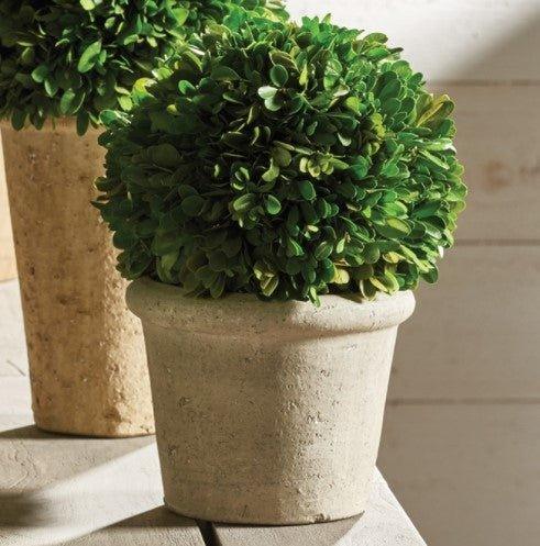 Boxwood Topiary Ball in a Pot - Florals & Greenery - The Well Appointed House