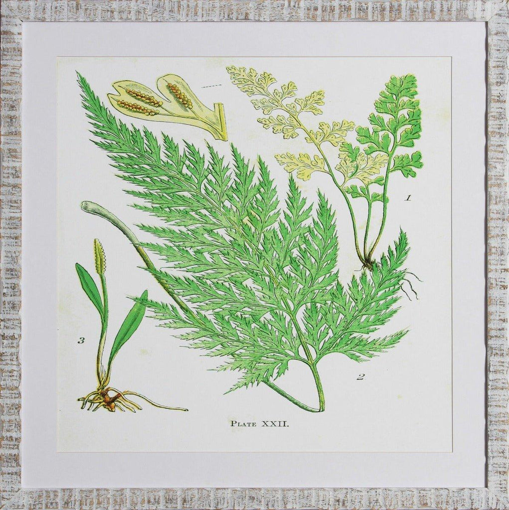 Brilliant Green Fern V Giclee Wall Art - Paintings - The Well Appointed House