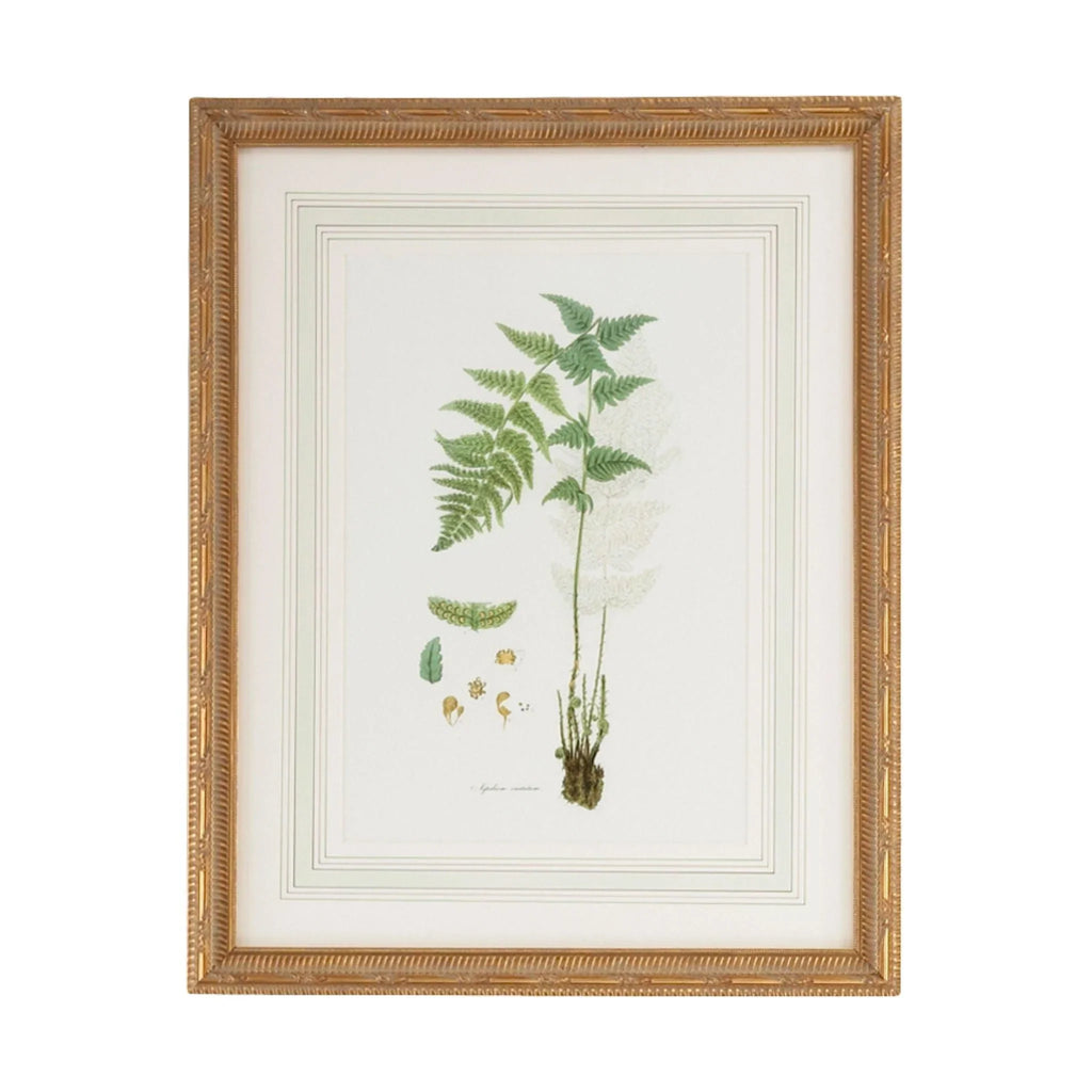 Citrus Ferns I Gold Framed Wall Art - Paintings - The Well Appointed House