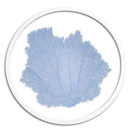 Classic Coastal Sea Fan Beach Wall Art - Framed Objects, Maps & Posters - The Well Appointed House