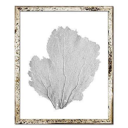 Coastal Sea Fan Framed Nautical Beach Wall Art - 15 x 18 - Available in 18 Colors - Framed Objects, Maps & Posters - The Well Appointed House