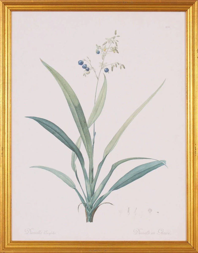 Dianella Botanical Lithograph Wall Art in Gold Wood Frame - Paintings - The Well Appointed House