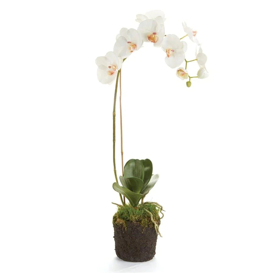 Faux White Phalaenopsis Orchid Drop-in - Florals & Greenery - The Well Appointed House