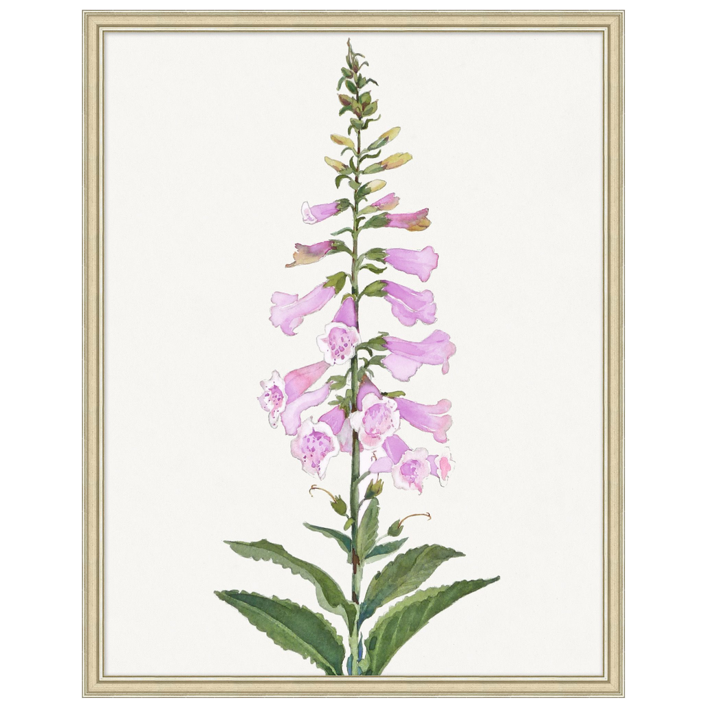Foxglove Framed Wall Art - The Well Appointed House