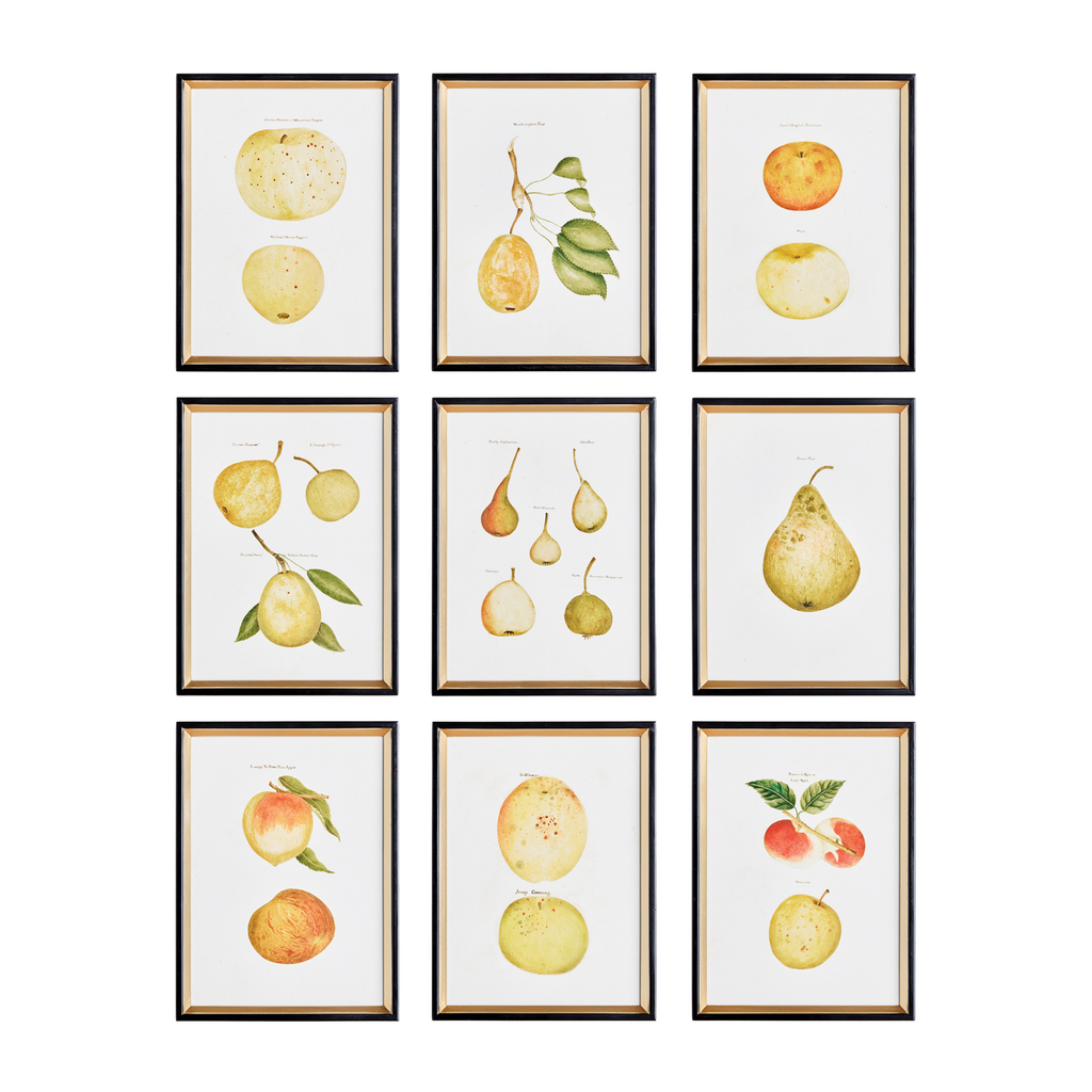 Set of Nine Framed Assorted Fruit Prints Wall Art - The Well Appointed House