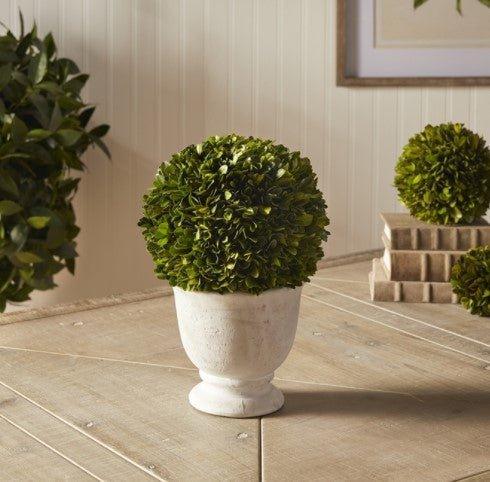 Large Boxwood Ball Topiary in Pot - Florals & Greenery - The Well Appointed House