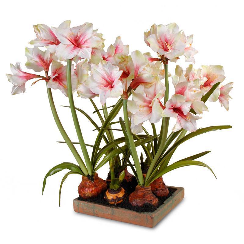 Mauve-White Amaryllis Arrangement in Terracotta Tray - Florals & Greenery - The Well Appointed House