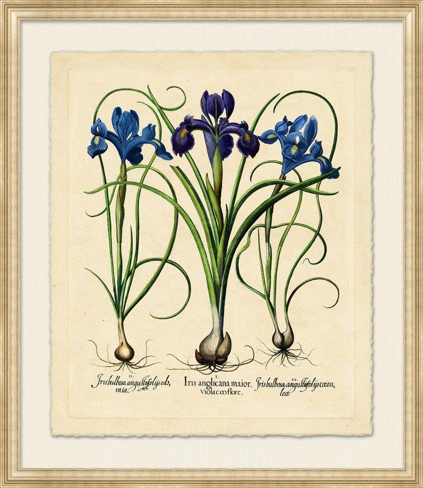 Medium Besslers Iris Framed Giclee Framed Wall Art - Paintings - The Well Appointed House
