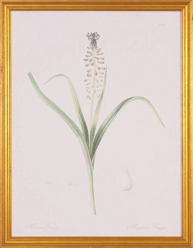 Muscari Flower Botanical Lithograph Wall Art in Gold Wood Frame - Paintings - The Well Appointed House