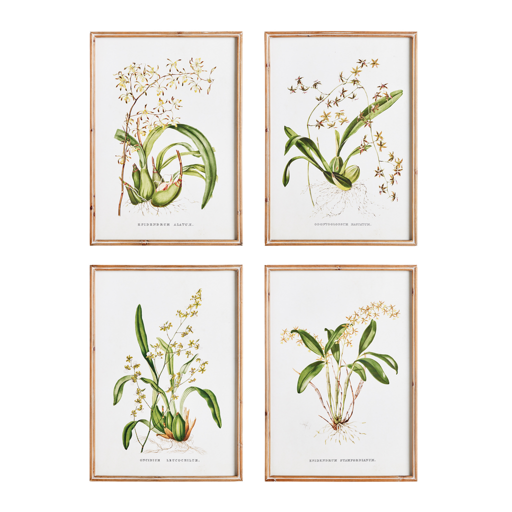 Set of Four Framed Orchid Study Prints Wall Art - The Well Appointed House