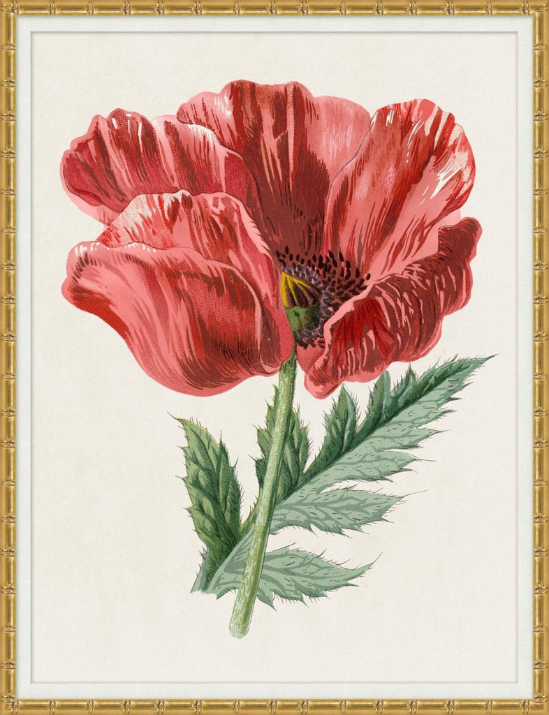 Red Poppy Flower Framed Wall Art - Paintings - The Well Appointed House