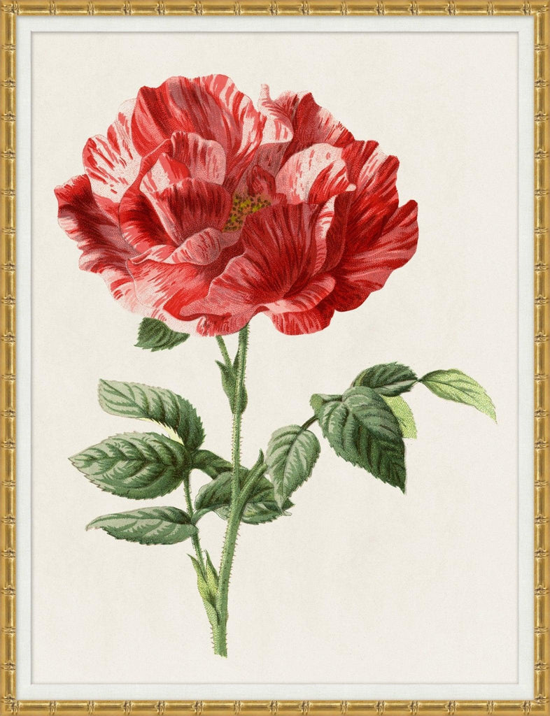 Red Rose Framed Wall Art - Paintings - The Well Appointed House