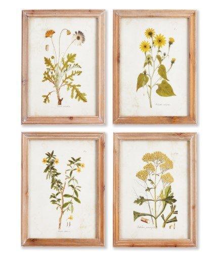 Set of Four Framed Golden Wildflower Study Prints - Paintings - The Well Appointed House