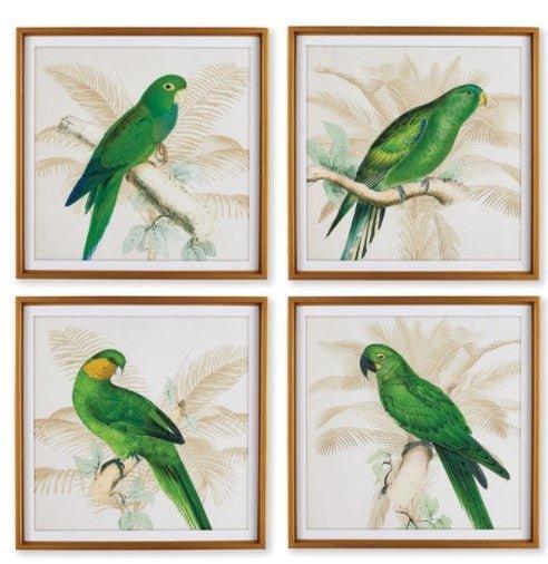Set of Four Green Parrot Study Framed Prints - Paintings - The Well Appointed House