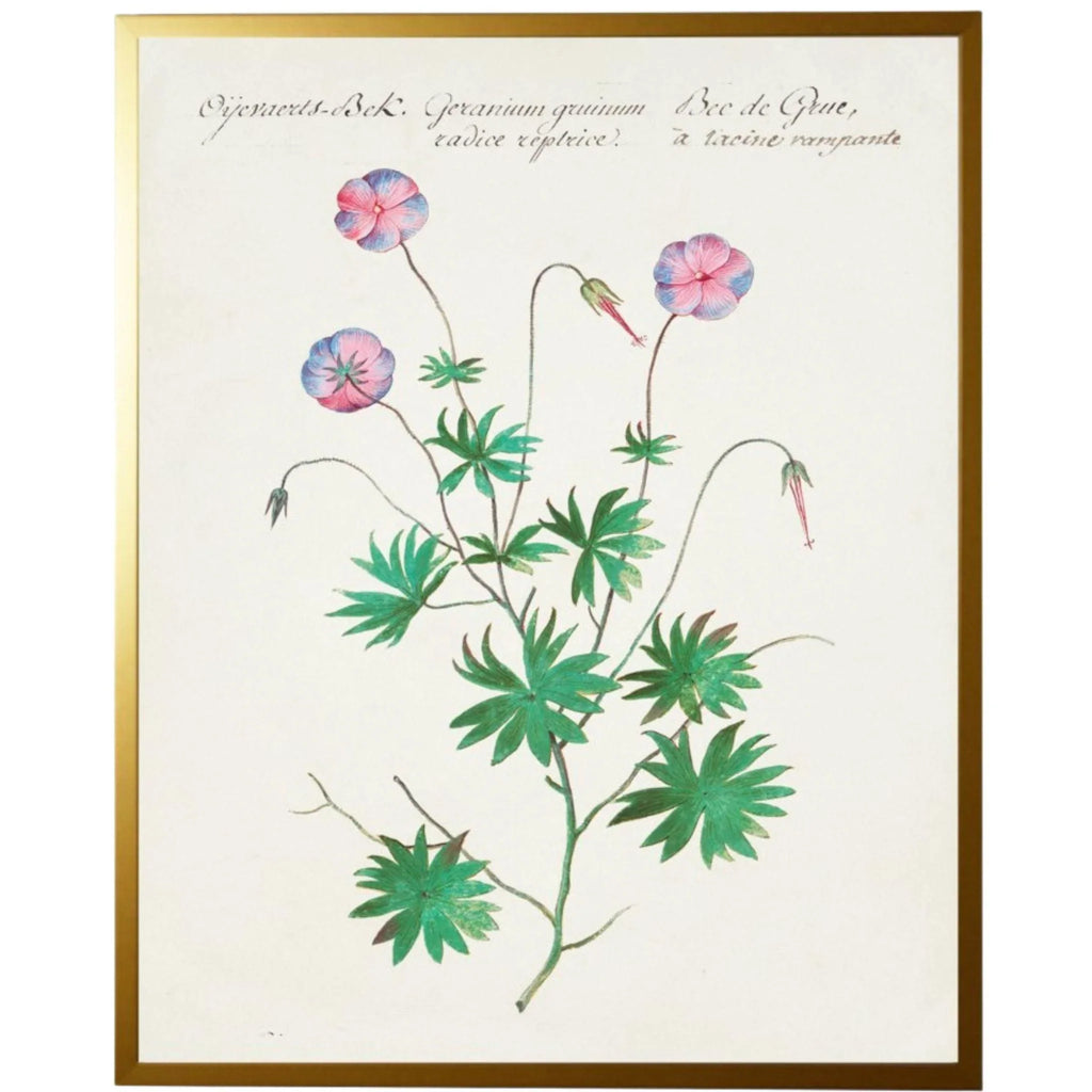 Vintage Bookplate with Geraniums Framed Wall Art - Paintings - The Well Appointed House