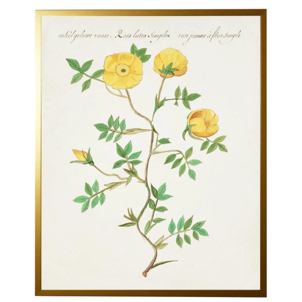 Vintage Bookplate with Yellow Flowers Framed Wall Art - Paintings - The Well Appointed House