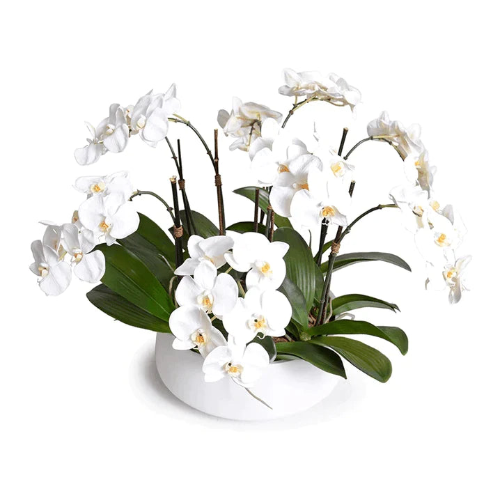 White Phalaenopsis Orchid Centerpiece in White Ceramic Bowl - Florals & Greenery - The Well Appointed House