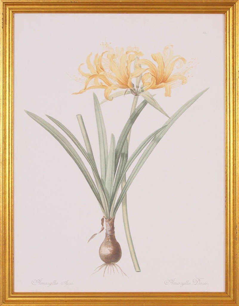 Yellow Amaryllis Lithograph Botanical Wall Art in Gold Wood Frame - Paintings - The Well Appointed House