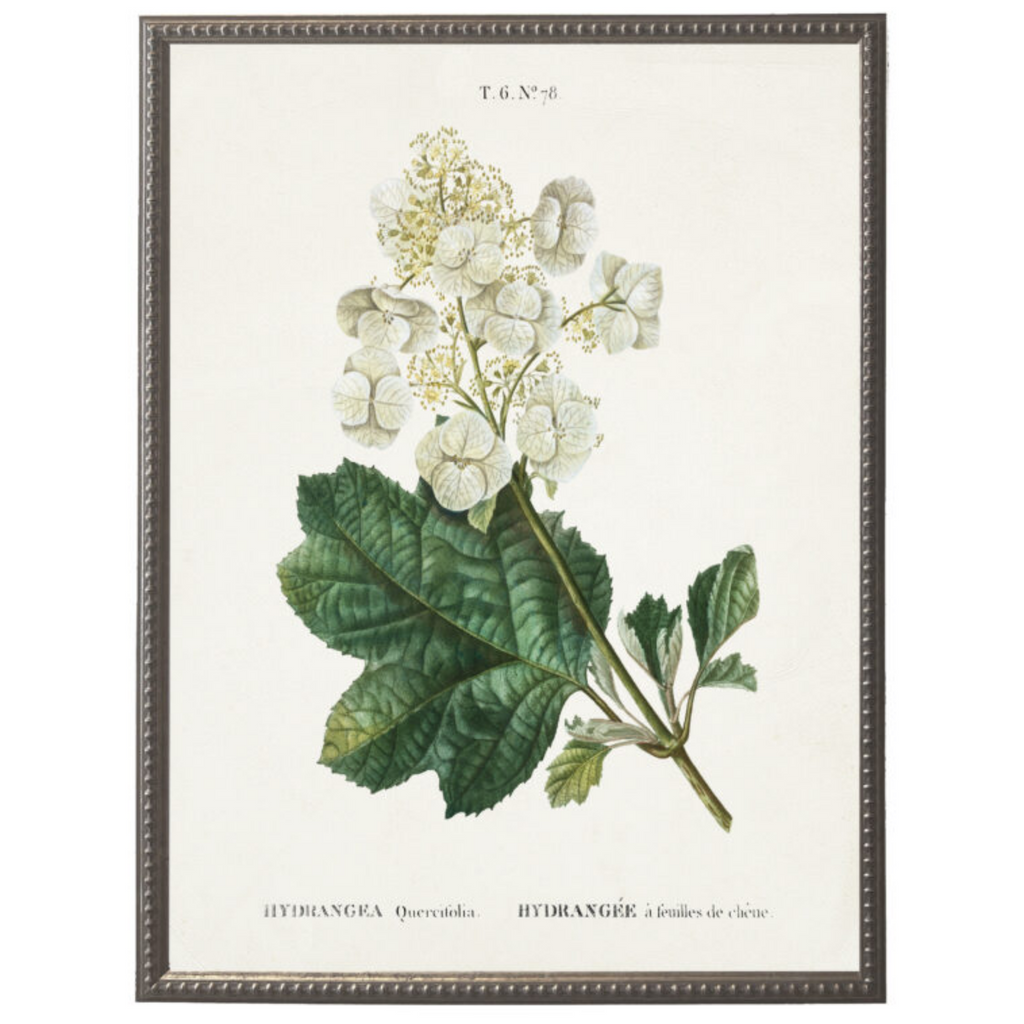 White Hydrangea Flower on White Background Framed Wall Art - The Well Appointed House