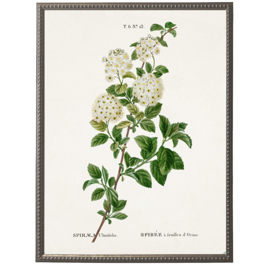 White Spirea Flower on White Background Framed Wall Art - The Well Appointed House