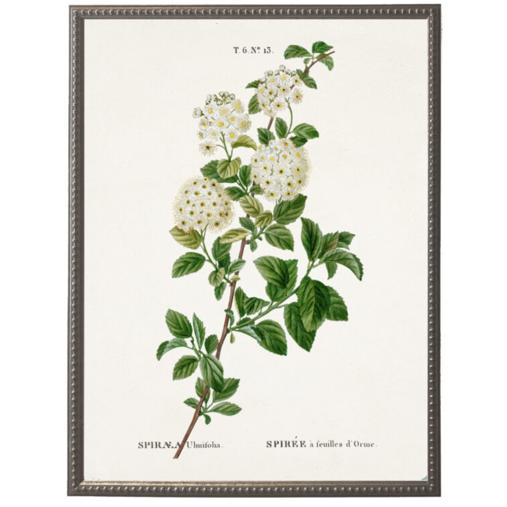 絵画 Reeves spirea White Spirea Flower on White Background Framed Wall Art – The Well