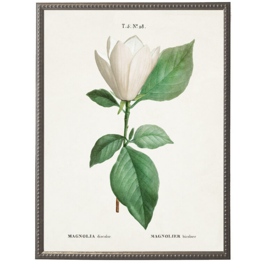 White Magnolia Flower on White Background Framed Wall Art - The Well Appointed House
