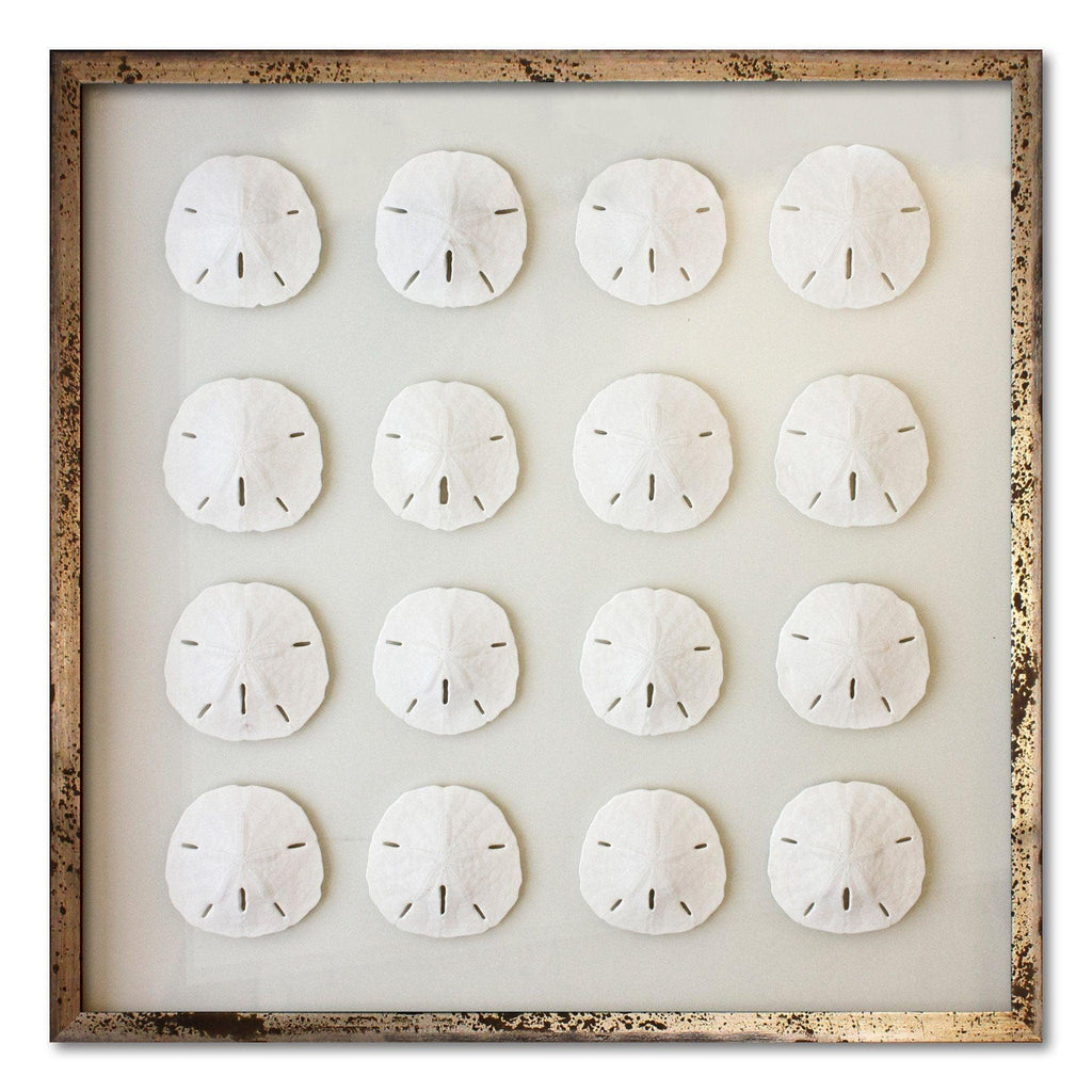 16 Florida Sand Dollars Nautical Coastal Beach Wall Art- Available in a Variety of Frames & Sizes - Framed Objects, Maps & Posters - The Well Appointed House