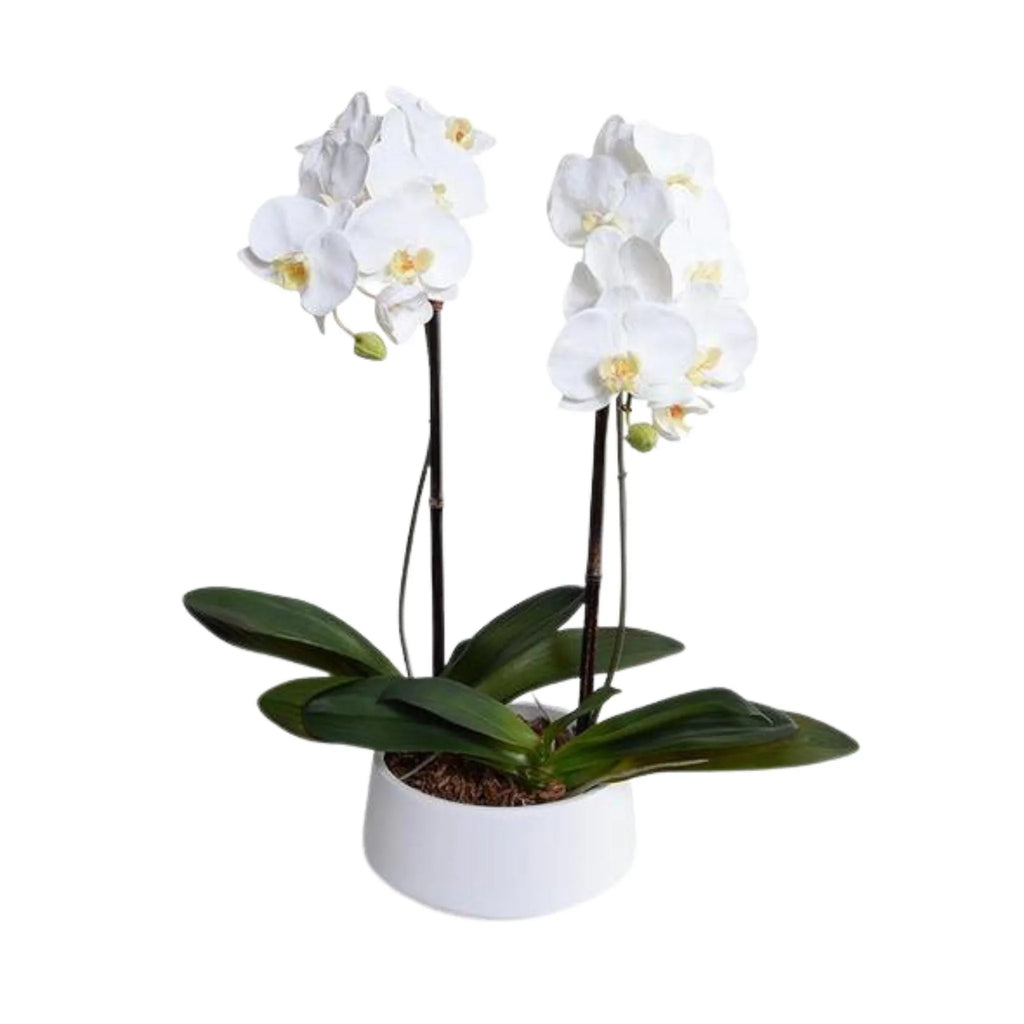 28" Faux Phalaenopsis Orchids in White Ceramic Bowl - Florals & Greenery - The Well Appointed House