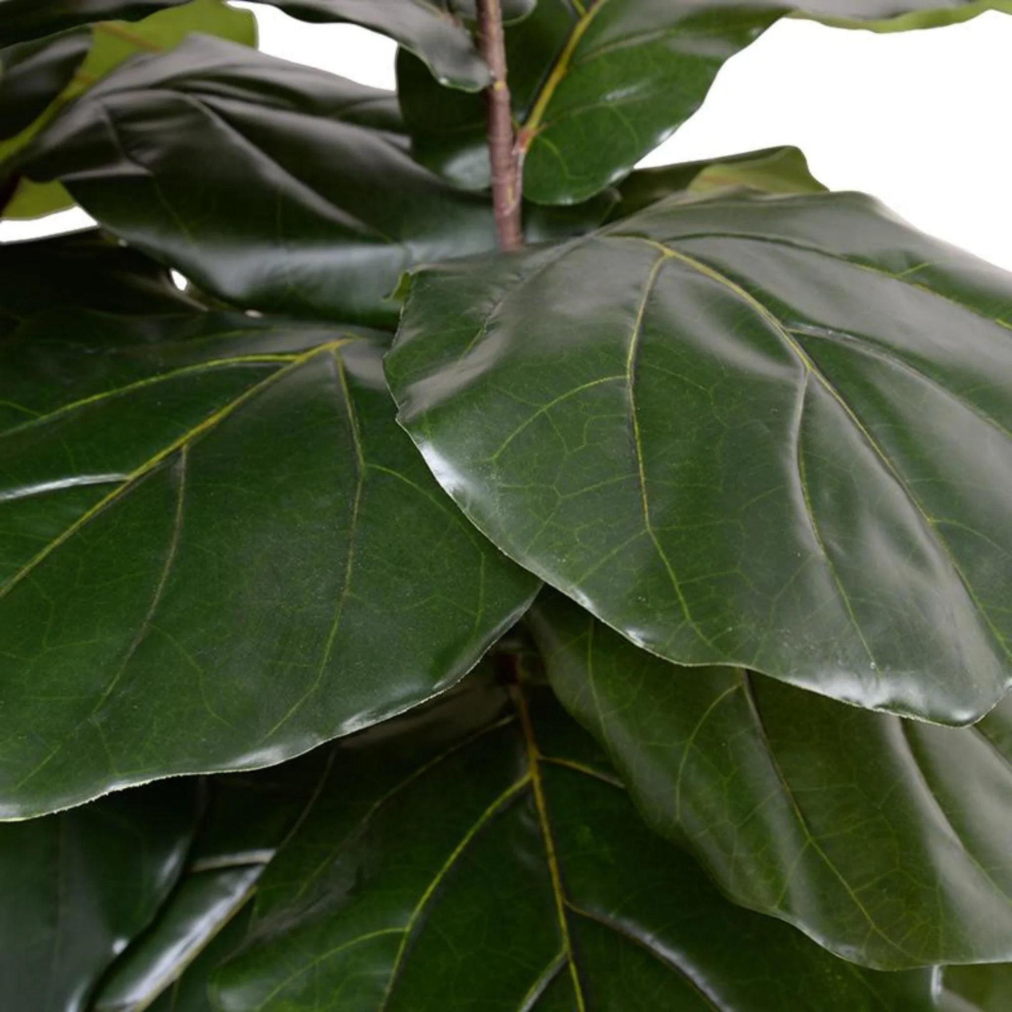 large fake fiddle leaf fig tree 64" Faux Fiddle Leaf Fig Large-Leaf Tree