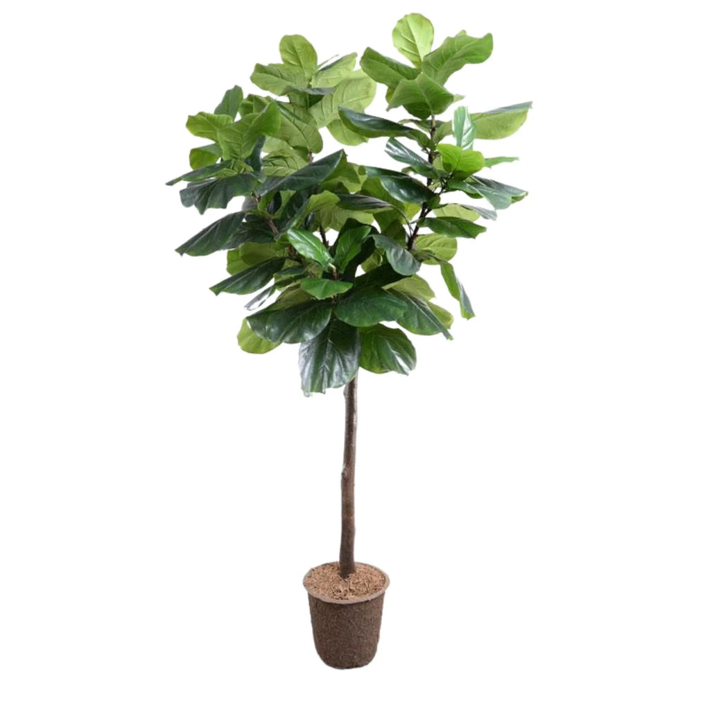 7.5' Faux Fiddle Leaf Fig Tree - Florals & Greenery - The Well Appointed House