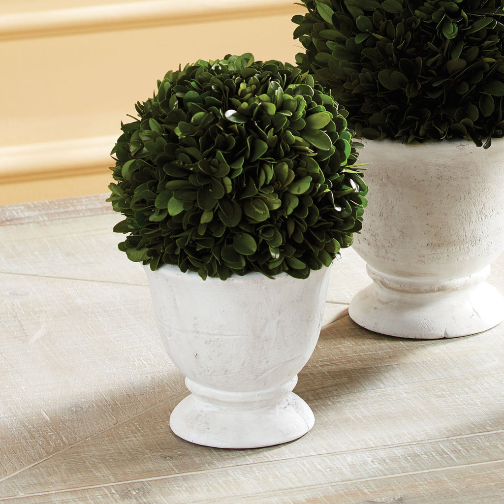 Boxwood Small Ball Topiary - 9.5