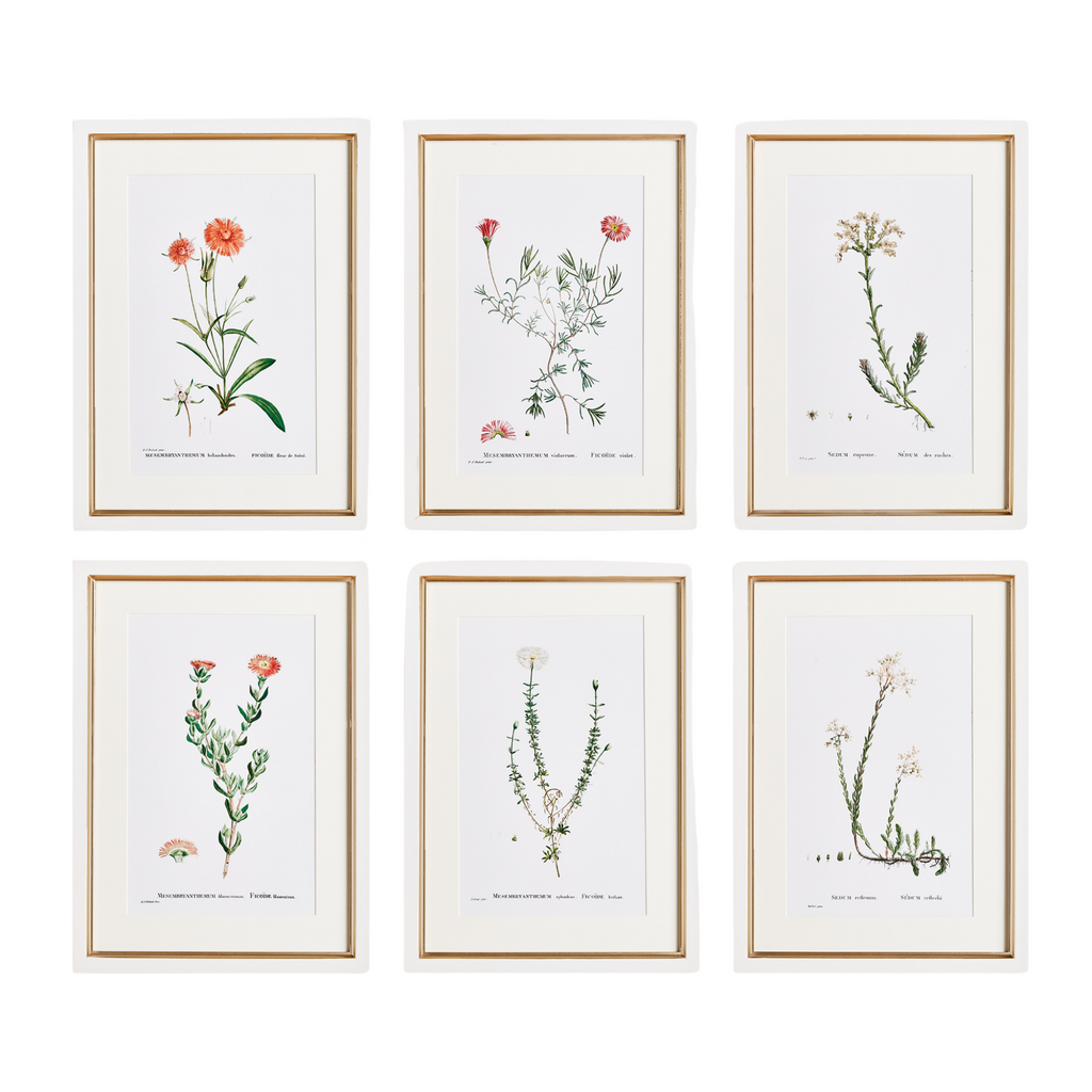 Set of Six Framed Blush Flower Study Prints Wall Art
