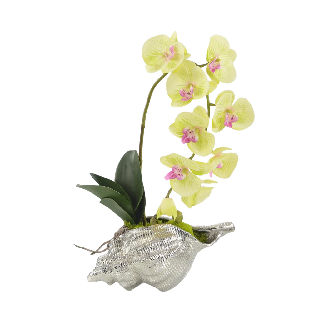 Faux White Phalaenopsis Orchid in Solden Conch Shell - The Well Appointed House