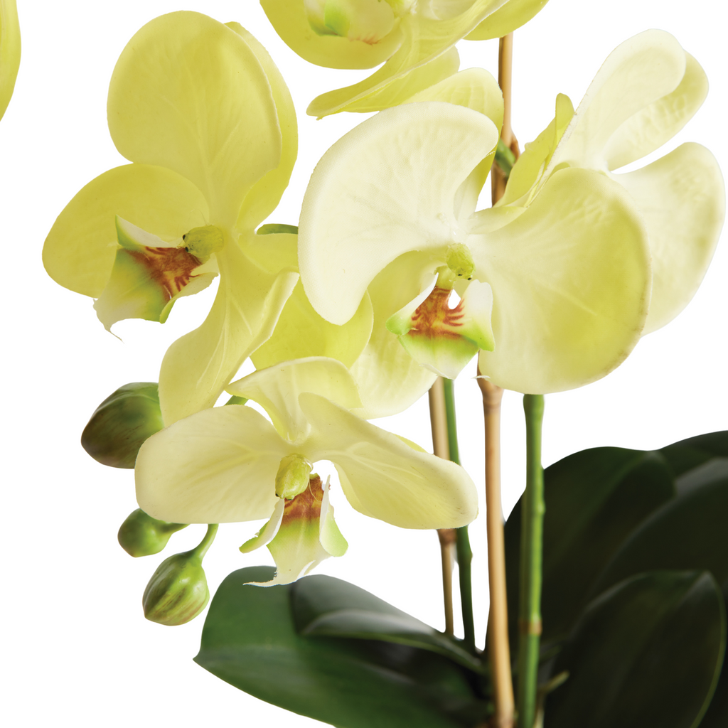 30" Faux Phalaenopsis Orchid Drop In - The Well Appointed House