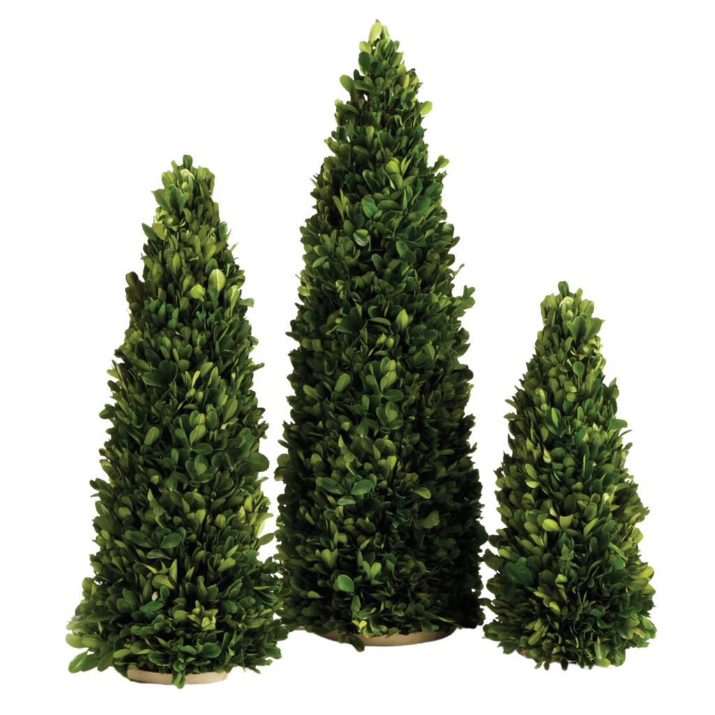 Set of Three Boxwood Mini Trees - The Well Appointed House