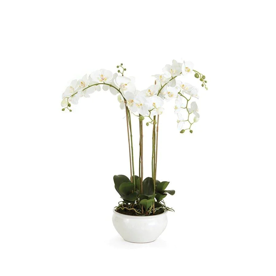 Barclay Butera White Phalaenopsis Floral Arrangement in Ceramic Bowl - Florals & Greenery - The Well Appointed House