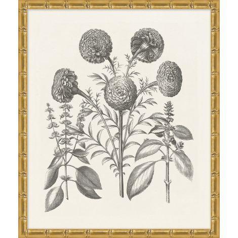 Bessler Black & White Neutral Floral Study 12 Print in Gold Frame - Paintings - The Well Appointed House
