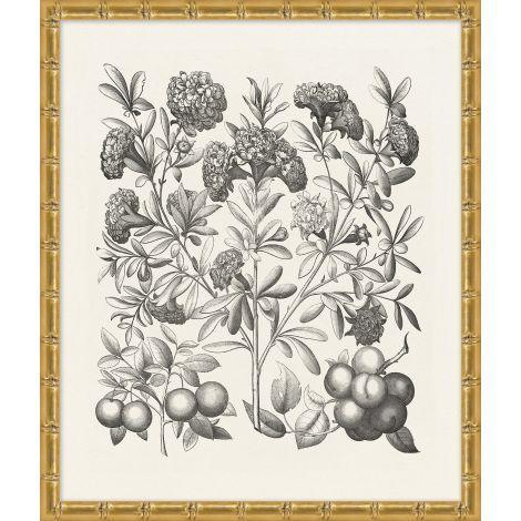 Bessler Black & White Neutral Floral Study 6 Print in Gold Frame - Paintings - The Well Appointed House