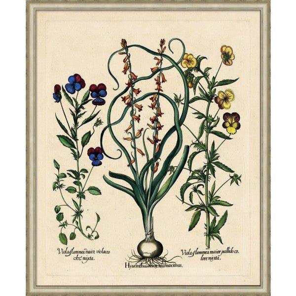 Besslers Hyacinths Framed Giclee Framed Wall Art - Paintings - The Well Appointed House