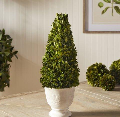 Boxwood Cone Topiary in Pot - Florals & Greenery - The Well Appointed House