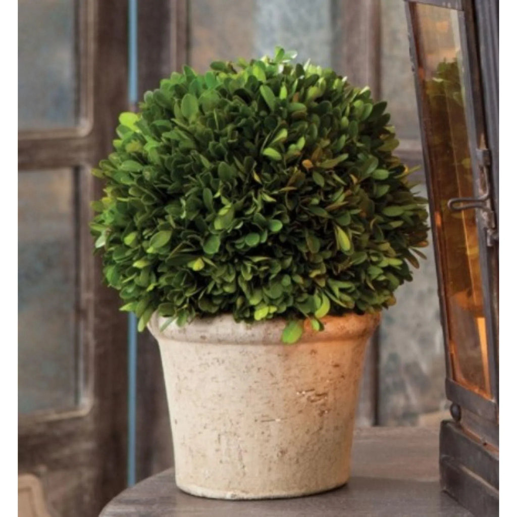 Boxwood Topiary Ball in a Pot - Florals & Greenery - The Well Appointed House